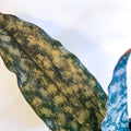 Snake Plant - Sansevieria 'Star Canyon Granite' - Sprouts of Bristol