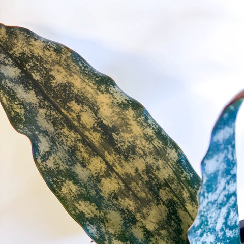 Snake Plant - Sansevieria 'Star Canyon Granite' - Sprouts of Bristol