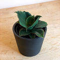 Snake Plant - Sansevieria 'Star Rose' - Sprouts of Bristol