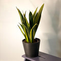 Snake Plant - Sansevieria trifasciata 'Gold Flame' - Sprouts of Bristol