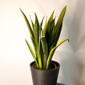 Snake Plant - Sansevieria trifasciata 'Gold Flame' - Sprouts of Bristol
