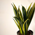 Snake Plant - Sansevieria trifasciata 'Gold Flame' - Sprouts of Bristol