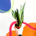 Snake Plant - Sansevieria zeylanica - Sprouts of Bristol