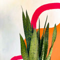 Snake Plant - Sansevieria zeylanica - Sprouts of Bristol