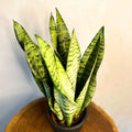 Snake Plant - Sansevieria zeylanica - Sprouts of Bristol