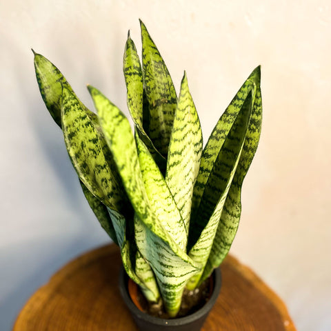Snake Plant - Sansevieria zeylanica - Sprouts of Bristol