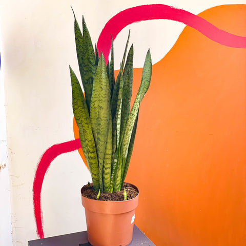 Snake Plant - Sansevieria zeylanica - Sprouts of Bristol