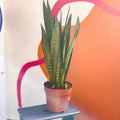 Snake Plant - Sansevieria zeylanica - Sprouts of Bristol