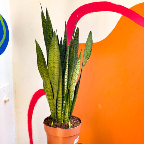 Snake Plant - Sansevieria zeylanica - Sprouts of Bristol