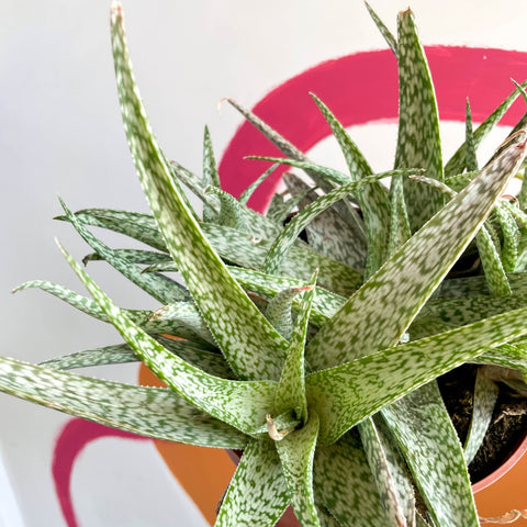 Snowflake Aloe - Aloe rauhii 'Snowflake' - Sprouts of Bristol