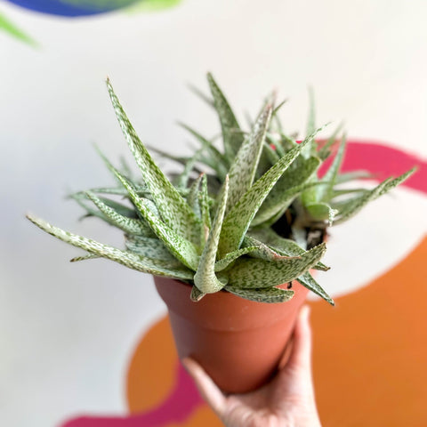 Snowflake Aloe - Aloe rauhii 'Snowflake' - Sprouts of Bristol