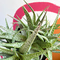 Snowflake Aloe - Aloe rauhii 'Snowflake' - Sprouts of Bristol