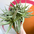 Snowflake Aloe - Aloe rauhii 'Snowflake' - Sprouts of Bristol