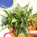Soft Shield Fern - Polystichum - Cotswold Grown Perennial - Sprouts of Bristol