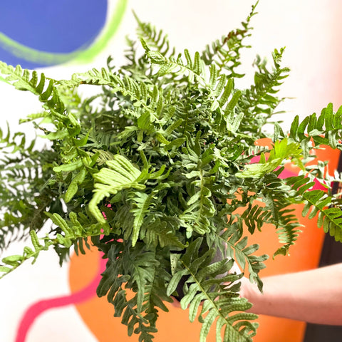 Soft Shield Fern - Polystichum - Cotswold Grown Perennial - Sprouts of Bristol