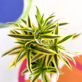 Song of India - Dracaena reflexa 'Painted Beauty' - British Grown - Sprouts of Bristol