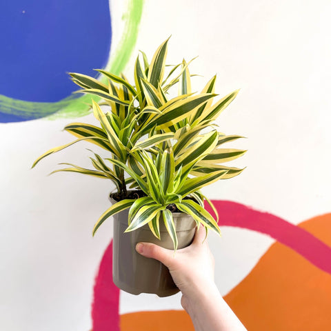 Song of India - Dracaena reflexa 'Painted Beauty' - British Grown - Sprouts of Bristol