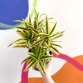 Song of India - Dracaena reflexa 'Painted Beauty' - British Grown - Sprouts of Bristol