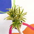 Song of India - Dracaena reflexa 'Painted Beauty' - British Grown - Sprouts of Bristol