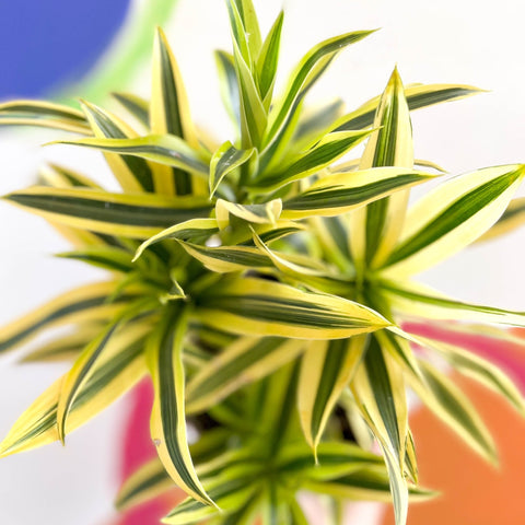 Song of India - Dracaena reflexa 'Painted Beauty' - British Grown - Sprouts of Bristol