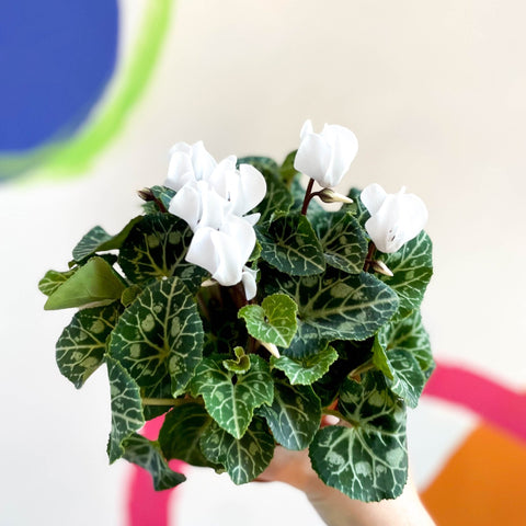 Sowbread - Cyclamen 'White Tianis' - Sprouts of Bristol