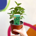Spanish Mint - Mentha spicata - British Grown Culinary Herbs - Sprouts of Bristol