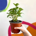 Spanish Mint - Mentha spicata - British Grown Culinary Herbs - Sprouts of Bristol