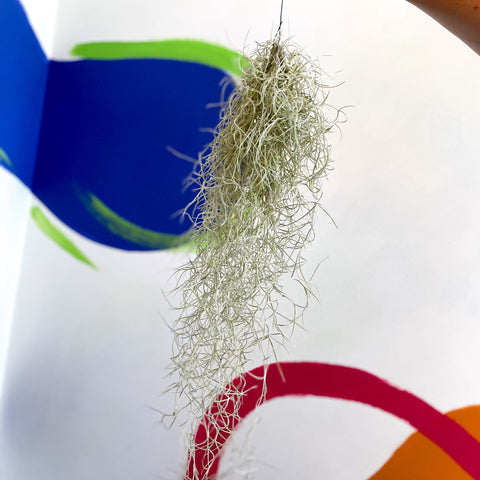 Spanish Moss - Tillandsia usneoides - Sprouts of Bristol