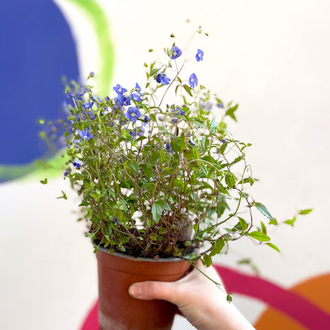 Speedwells - Veronica peduncularis 'Georgia Blue' - British Grown Semi-Evergreen Perennial - Sprouts of Bristol