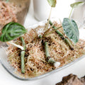 Sphagnum Moss - Soil Component - Sprouts of Bristol
