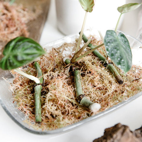 Sphagnum Moss - Soil Component - Sprouts of Bristol