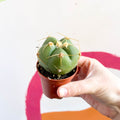Spider Cactus - Gymnocalycium horstii - Sprouts of Bristol