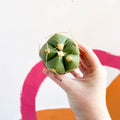 Spider Cactus - Gymnocalycium horstii - Sprouts of Bristol