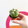 Spider Cactus - Gymnocalycium horstii - Sprouts of Bristol