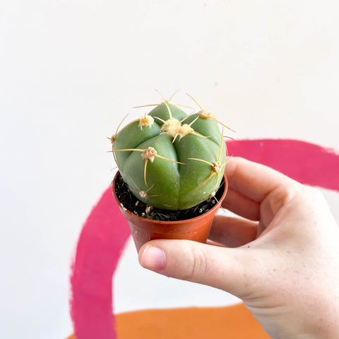 Spider Cactus - Gymnocalycium horstii - Sprouts of Bristol
