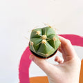 Spider Cactus - Gymnocalycium horstii - Sprouts of Bristol