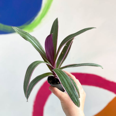 Spider Lily - Tradescantia spathacea 'Discolor' - Sprouts of Bristol
