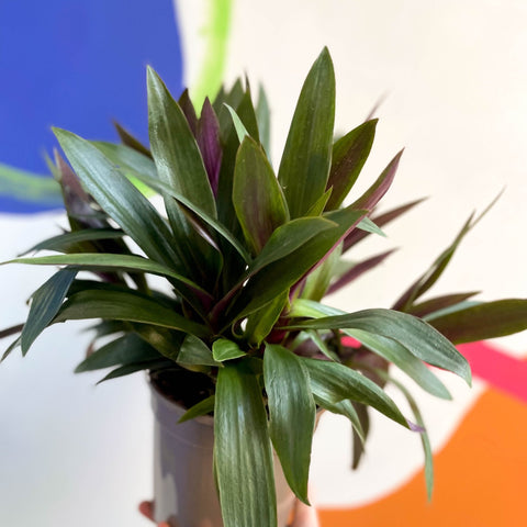 Spider Lily - Tradescantia spathacea 'Sitara’ - British Grown - Sprouts of Bristol