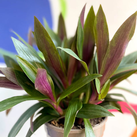 Spider Lily - Tradescantia spathacea 'Sitara’ - British Grown - Sprouts of Bristol
