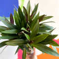 Spider Lily - Tradescantia spathacea 'Sitara’ - British Grown - Sprouts of Bristol