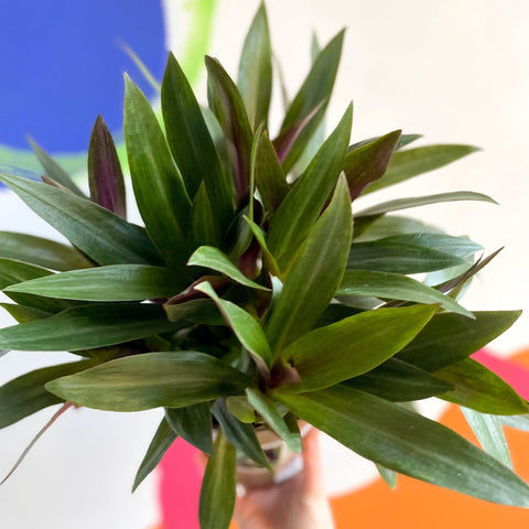 Spider Lily - Tradescantia spathacea 'Sitara’ - British Grown - Sprouts of Bristol