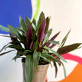 Spider Lily - Tradescantia spathacea 'Sitara’ - British Grown - Sprouts of Bristol