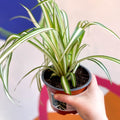 Spider Plant - Chlorophytum comosum - British Grown - Sprouts of Bristol