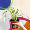 Spider Plant - Chlorophytum comosum - British Grown - Sprouts of Bristol