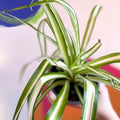 Spider Plant - Chlorophytum comosum - British Grown - Sprouts of Bristol