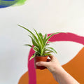 Spider Plant - Chlorophytum comosum 'Variegatum' - Sprouts of Bristol