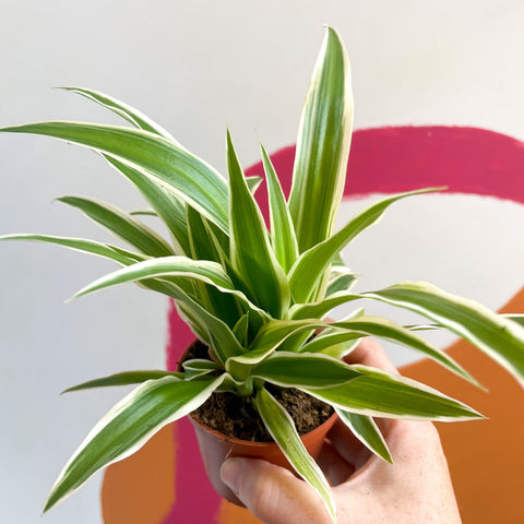 Spider Plant - Chlorophytum comosum 'Variegatum' - Sprouts of Bristol