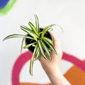 Spider Plant - Chlorophytum comosum 'Variegatum' - British Grown - Sprouts of Bristol