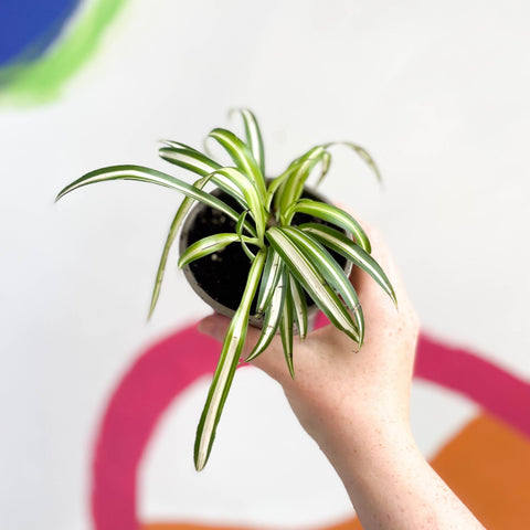 Spider Plant - Chlorophytum comosum 'Variegatum' - British Grown - Sprouts of Bristol