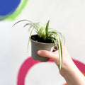 Spider Plant - Chlorophytum comosum 'Variegatum' - British Grown - Sprouts of Bristol